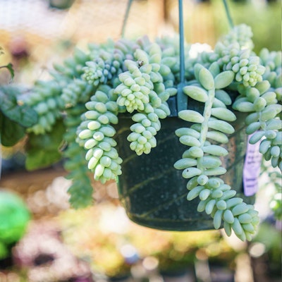 Hanging pot with vines