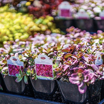 Pink flowers in tray