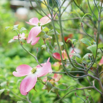 Pink flower blooming