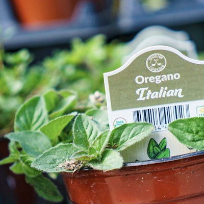 Italian oregano in pot