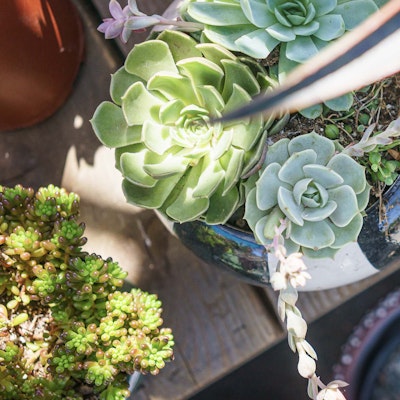 Top down view of succulents