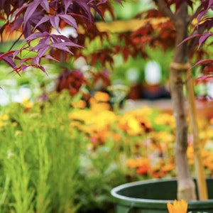 palo alto store japanese maple