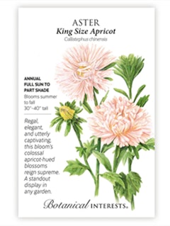 A packet of Aster King Size Apricot Flower Seeds by Botanical Interests