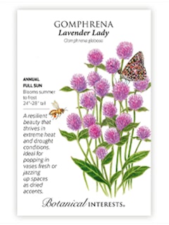 A packet of Gomphrena Lavender Lady Flower Seeds by Botanical Interests
