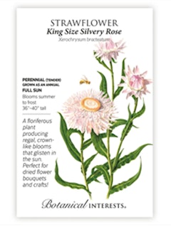 A packet of Strawflower King Size Silvery Rose Flower Seeds by Botanical Interests