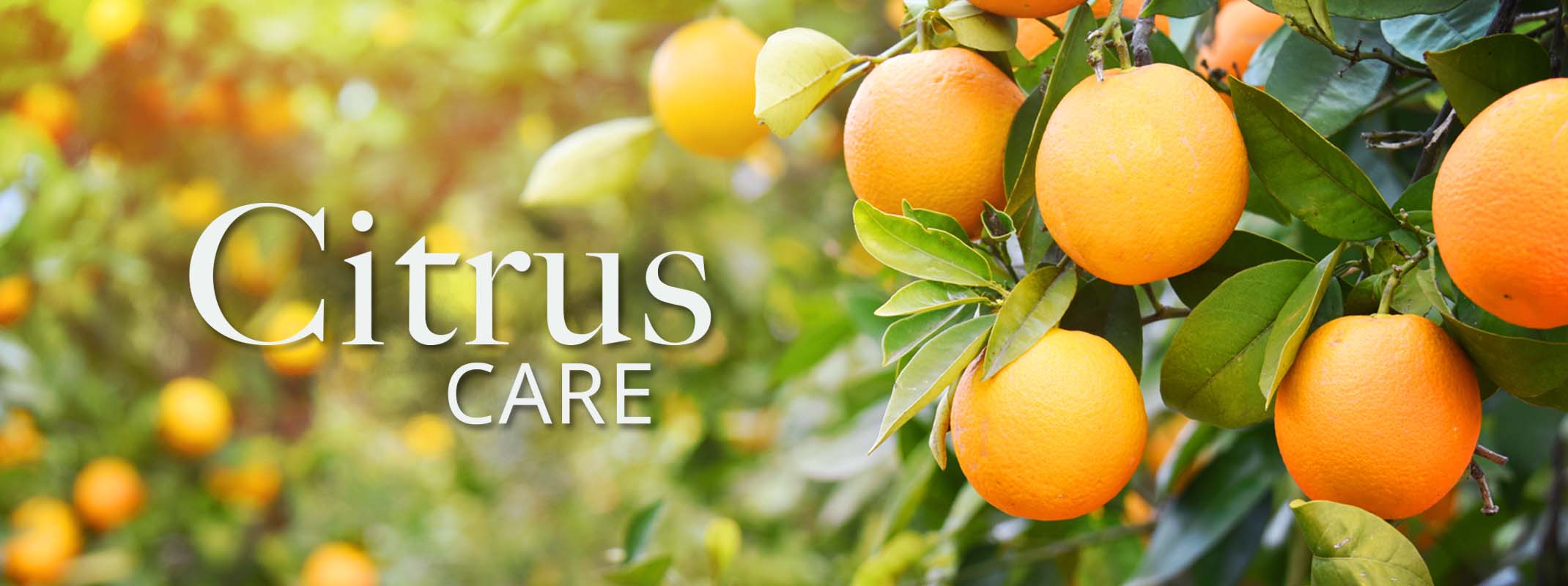 orange tree with the words citrus care on the image