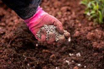 Someone amending soil with Chicken Manure.