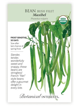 A packet of Maxibel Bean Bush Filet Seeds by Botanical Interests.