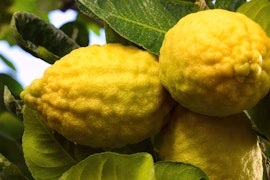 new zealand lemonade lemon citrus tree