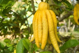 buddhas hand lemon citrus on tree