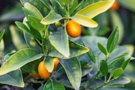 meiwa kumquat citrus tree