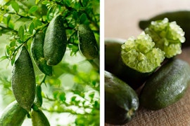 australian finger lime citrus on tree and cut in half on counter