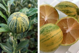 lemon pink variegated citrus tree and sliced on counter
