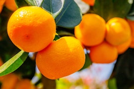 calamondin citrus tree
