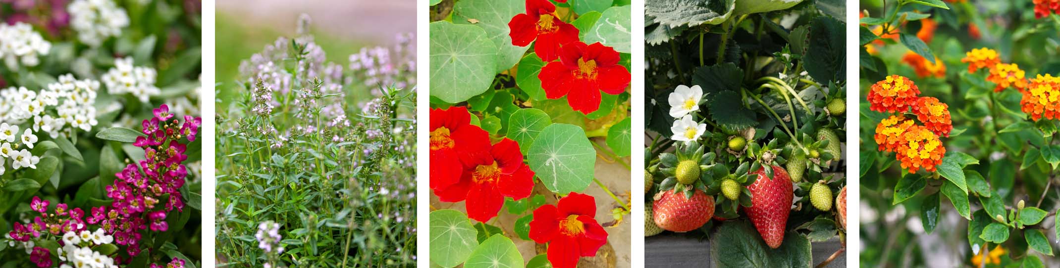 companion plants for citrus alyssum, thyme, nasturtium, strawberries and lantana