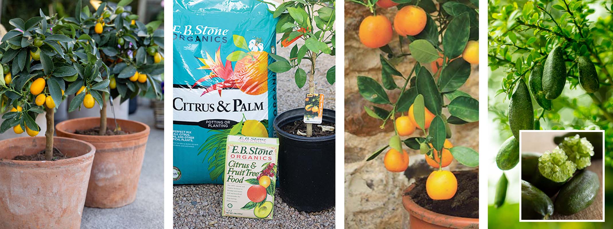 growing citrus in containers, kumquats, calamondin oranges, australian finger limes, eb stone soil and fertilizer