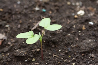 cotyledon stage of seedling