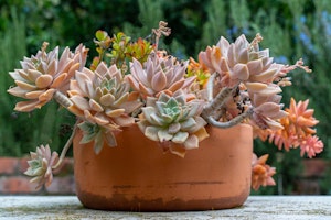 succulents in terra cotta pot outdoors