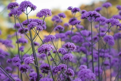 purple verbena perennial