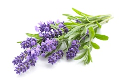 lavender fresh on white background