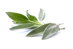 sage fresh on white background
