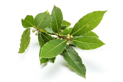 bay leaves fresh on white background