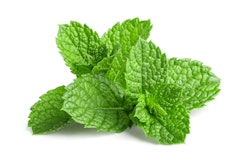 mint herb fresh on white background