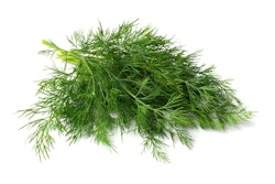 dill fresh on white background