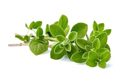 oregano fresh on white background