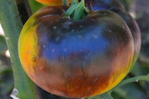 A Lucid Gem Tomato growing on the vine.
