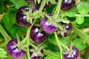 Numerous Black Strawberry cherry tomatoes on the vine.