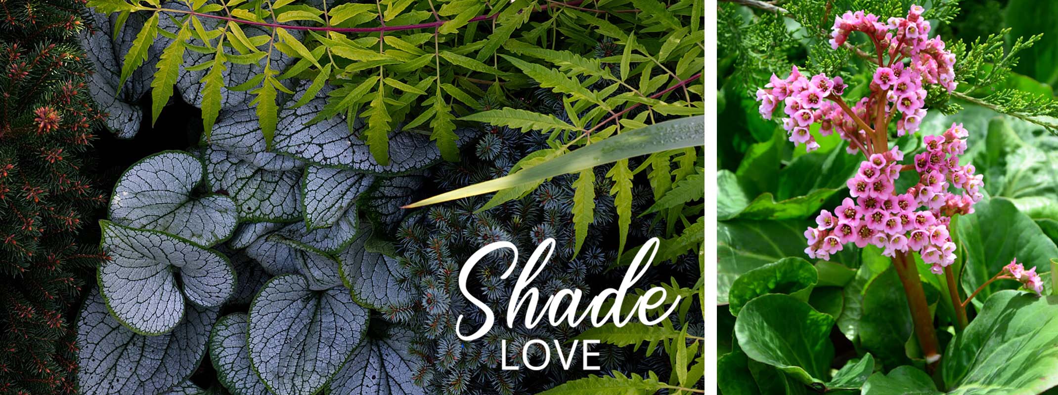two images with bugloss, ferns and evergree next to a pink flower with the words, dry shade gardening on the image