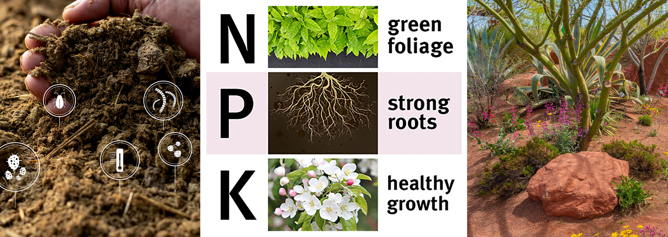 Gloved hands holding fertile soil, N - green foliage, P - strong roots, and K - healthy growth illustration, and a clean and healthy desert landscape.