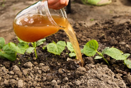 "Fertilizer Tea" in a glass jar being poured onto plants growing in the ground.