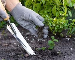 gardener pulling weeds from soil