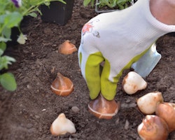 gardener planting tulip bulbs