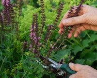 deadheading salvia perennials