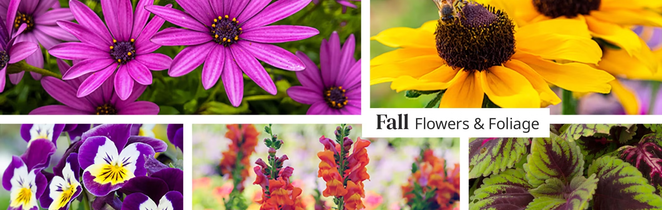 fall flowers and foliage with osteospermum, pansies, rudbeckias, snapdragons and coleus