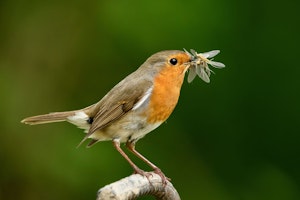 american robin with insects in beak
