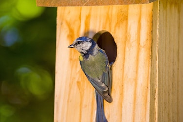 bluebird sitting in the opening of bird house or nesting house