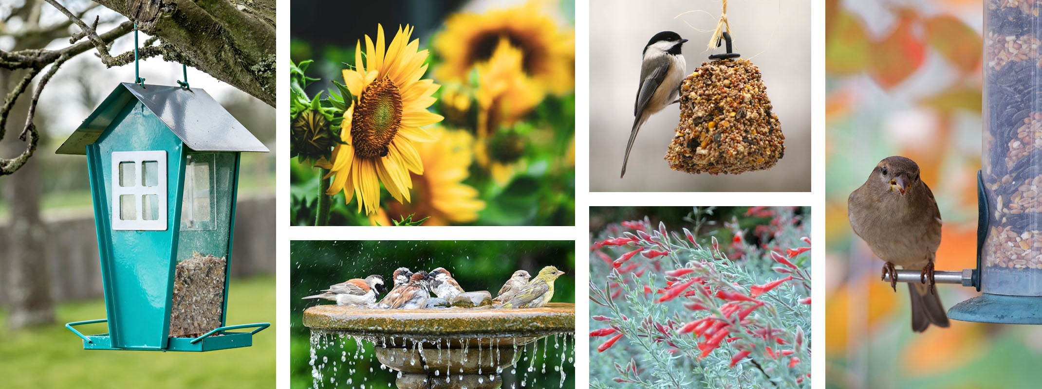 bird feeders with birds, and sunflowers, birdbath with birds and california fuchsia