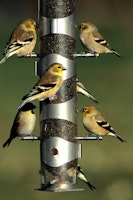 goldfinch birds feeding off of nyjer seeds on birdfeeder