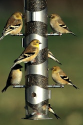 goldfinch birds feeding off of nyjer seeds on birdfeeder