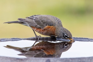 american robin looking at reflection in birdbath