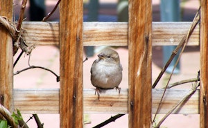 little bird sitting on trellis in garden