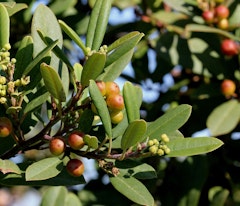 berries for birds from a coffeeberry frangula and california native