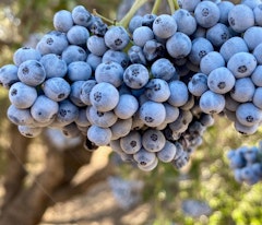 berries for birds from an elderberry sambucus and california native