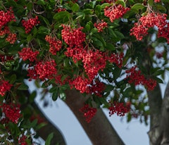 berries for birds from a toyon herteromeles arbutifolia tree and california native