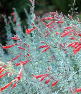 plants that offer seeds for birds from a california fuchsia epilobium