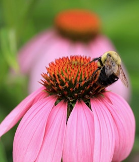 plants that offer seeds for birds from a coneflower echinacea spp